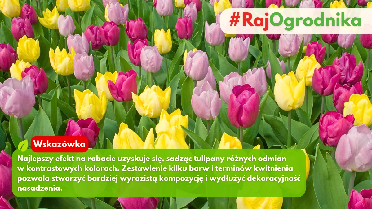 Jak dobierać tulipany na rabacie kwiatowej blog sklep rajogrodnika